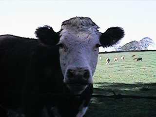 cow3.jpg (7628 bytes)